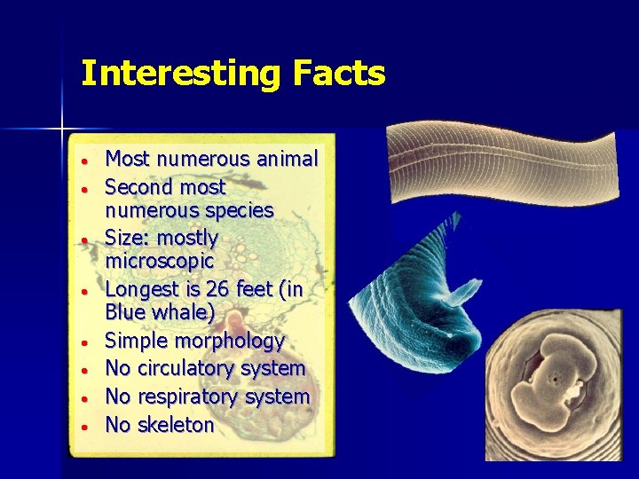 Interesting Facts • • Most numerous animal Second most numerous species Size: mostly microscopic