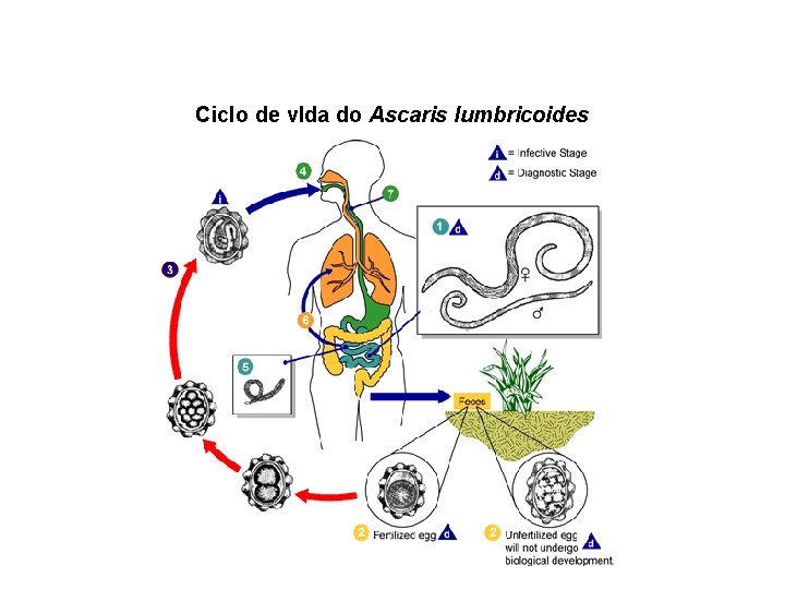 Ciclo de v. Ida do Ascaris lumbricoides 