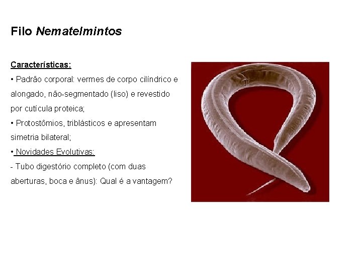 Filo Nematelmintos Características: • Padrão corporal: vermes de corpo cilíndrico e alongado, não-segmentado (liso)