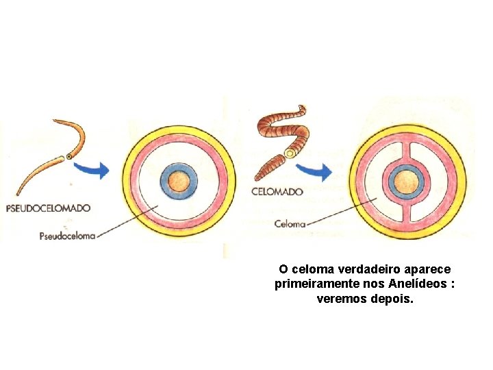 O celoma verdadeiro aparece primeiramente nos Anelídeos : veremos depois. 