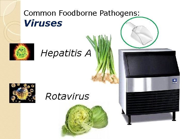Common Foodborne Pathogens: Viruses Hepatitis A Rotavirus 