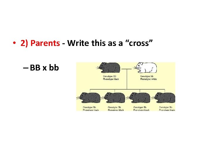  • 2) Parents - Write this as a “cross” – BB x bb