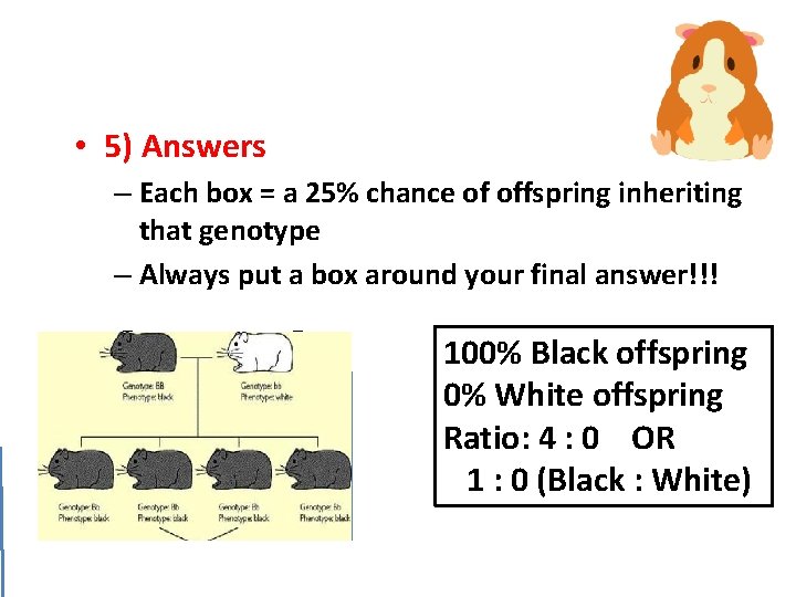  • 5) Answers – Each box = a 25% chance of offspring inheriting
