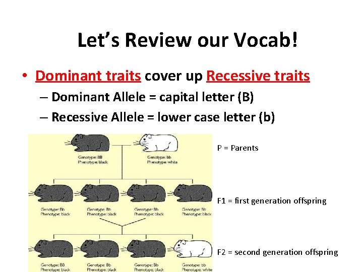 Let’s Review our Vocab! • Dominant traits cover up Recessive traits – Dominant Allele