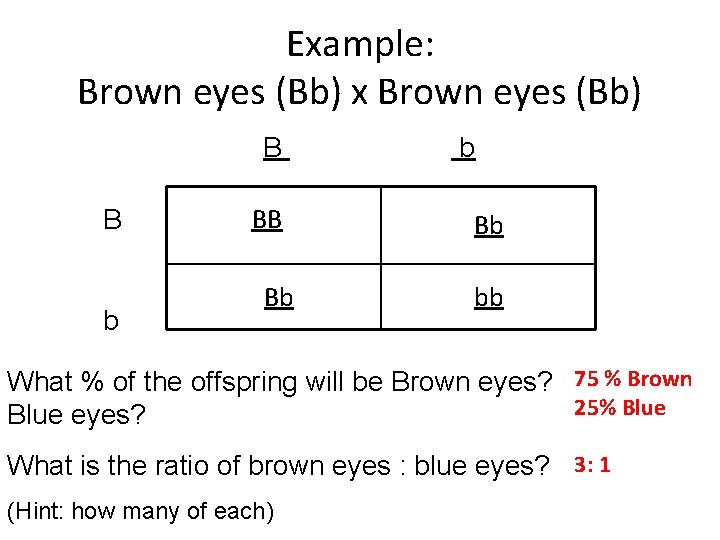Example: Brown eyes (Bb) x Brown eyes (Bb) B B b BB Bb bb