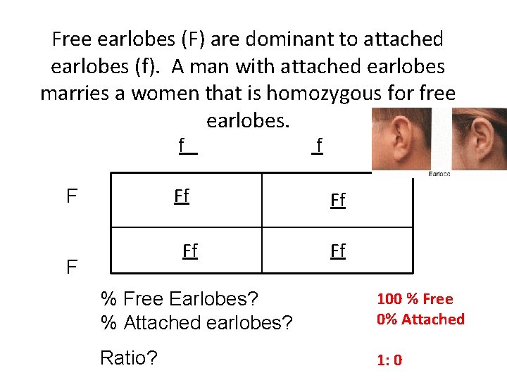 Free earlobes (F) are dominant to attached earlobes (f). A man with attached earlobes