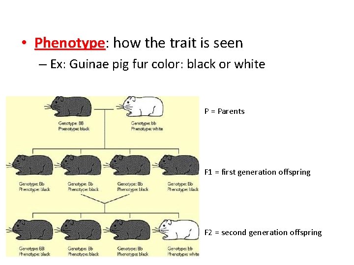  • Phenotype: Phenotype how the trait is seen – Ex: Guinae pig fur
