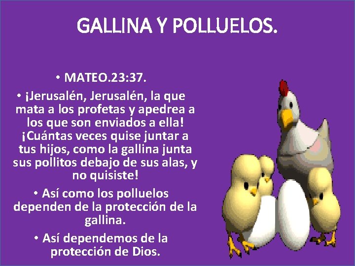 GALLINA Y POLLUELOS. • MATEO. 23: 37. • ¡Jerusalén, la que mata a los