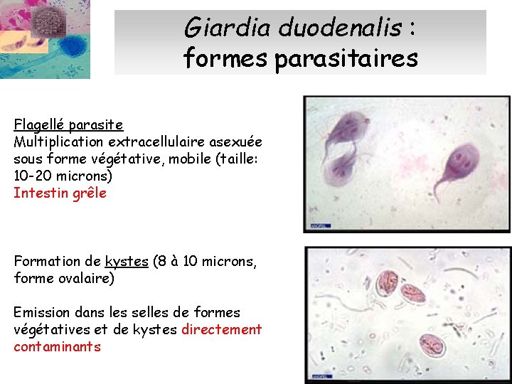 Giardia duodenalis : formes parasitaires Flagellé parasite Multiplication extracellulaire asexuée sous forme végétative, mobile