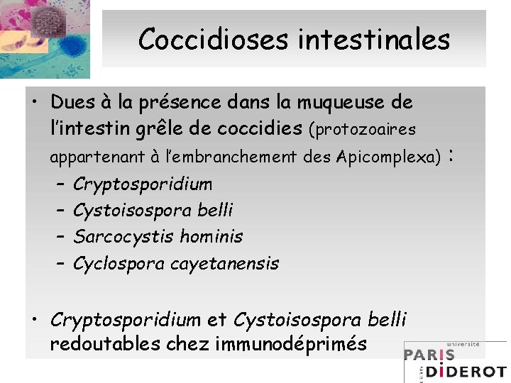 Coccidioses intestinales • Dues à la présence dans la muqueuse de l’intestin grêle de