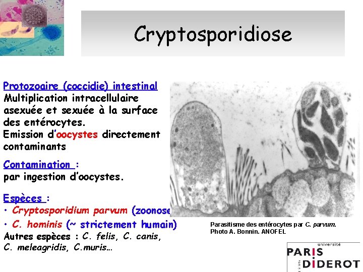 Cryptosporidiose Protozoaire (coccidie) intestinal Multiplication intracellulaire asexuée et sexuée à la surface des entérocytes.