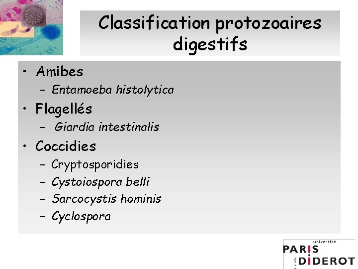 Classification protozoaires digestifs • Amibes – Entamoeba histolytica • Flagellés – Giardia intestinalis •