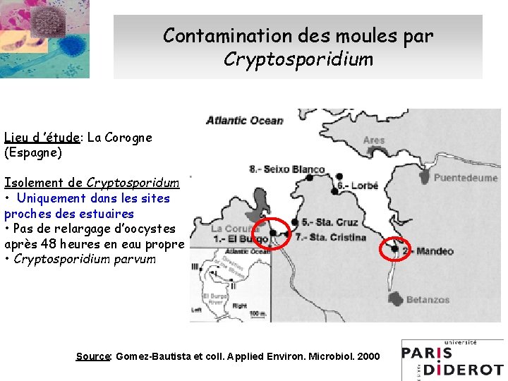 Contamination des moules par Cryptosporidium Lieu d ’étude: La Corogne (Espagne) Isolement de Cryptosporidum