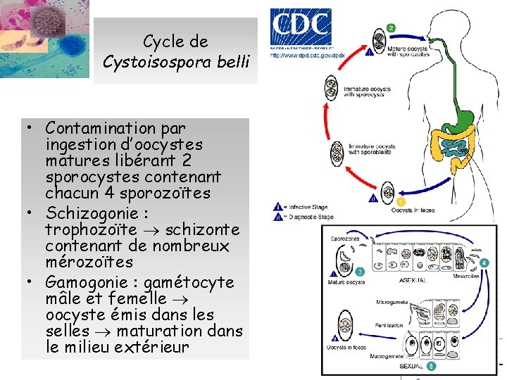 Cycle de Cystoisospora belli • Contamination par ingestion d’oocystes matures libérant 2 sporocystes contenant