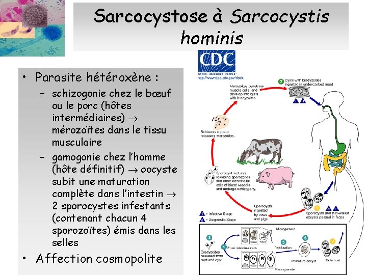 Sarcocystose à Sarcocystis hominis • Parasite hétéroxène : – schizogonie chez le bœuf ou