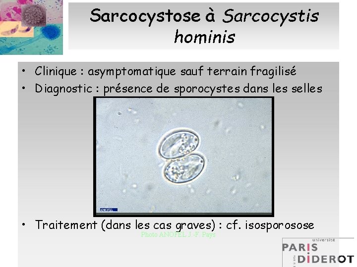 Sarcocystose à Sarcocystis hominis • Clinique : asymptomatique sauf terrain fragilisé • Diagnostic :