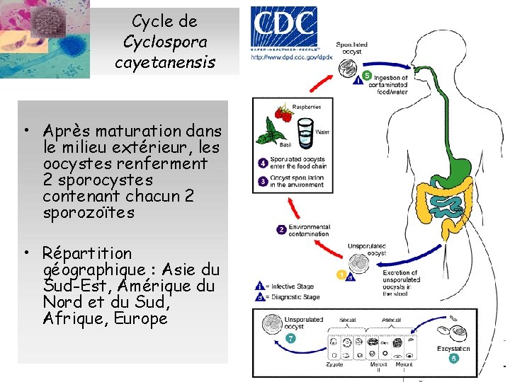 Cycle de Cyclospora cayetanensis • Après maturation dans le milieu extérieur, les oocystes renferment