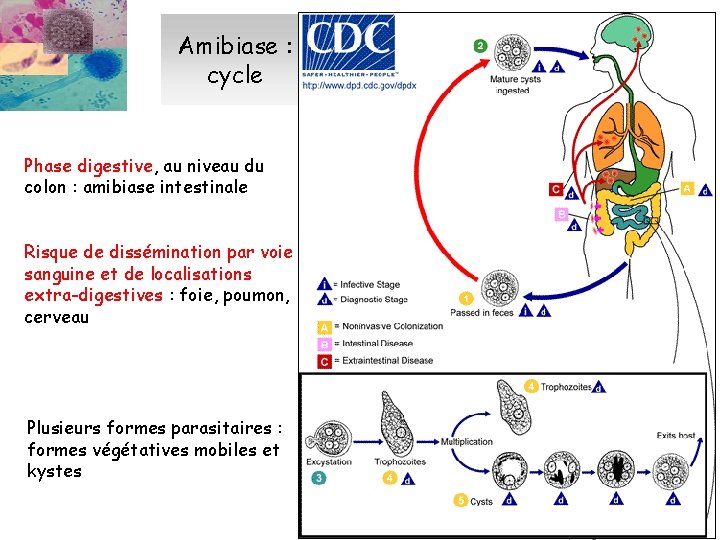 Amibiase : cycle Phase digestive, au niveau du colon : amibiase intestinale Risque de