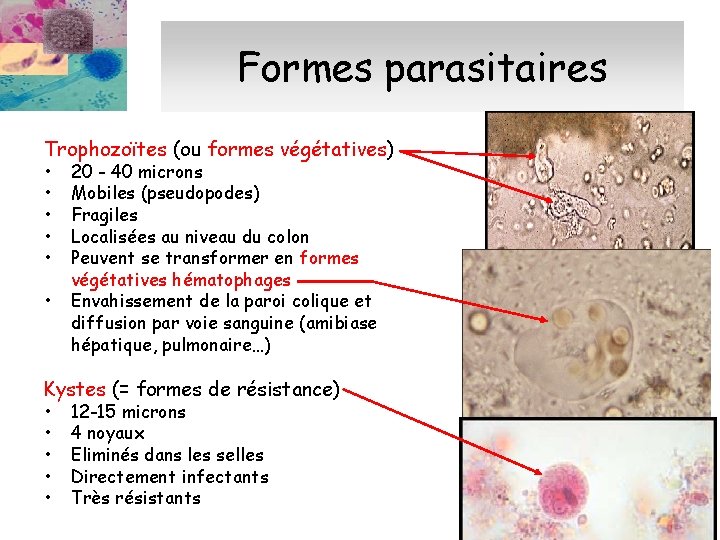 Formes parasitaires Trophozoïtes (ou formes végétatives) • • • 20 - 40 microns Mobiles