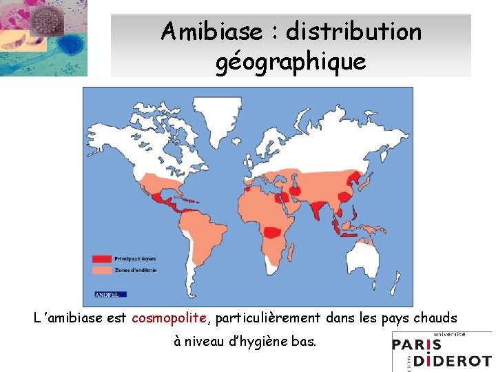 Amibiase : distribution géographique L ’amibiase est cosmopolite, particulièrement dans les pays chauds à