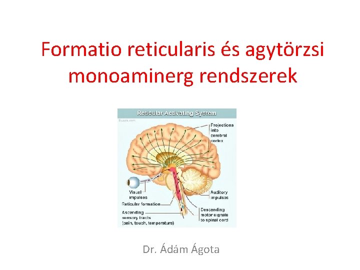 Formatio reticularis és agytörzsi monoaminerg rendszerek Dr. Ádám Ágota 