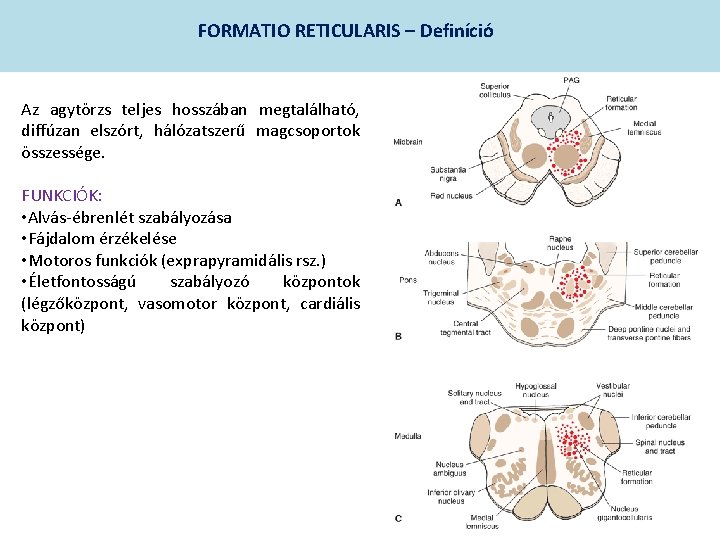 FORMATIO RETICULARIS – Definíció Az agytörzs teljes hosszában megtalálható, diffúzan elszórt, hálózatszerű magcsoportok összessége.
