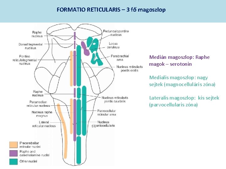 FORMATIO RETICULARIS – 3 fő magoszlop Medián magoszlop: Raphe magok – serotonin Medialis magoszlop: