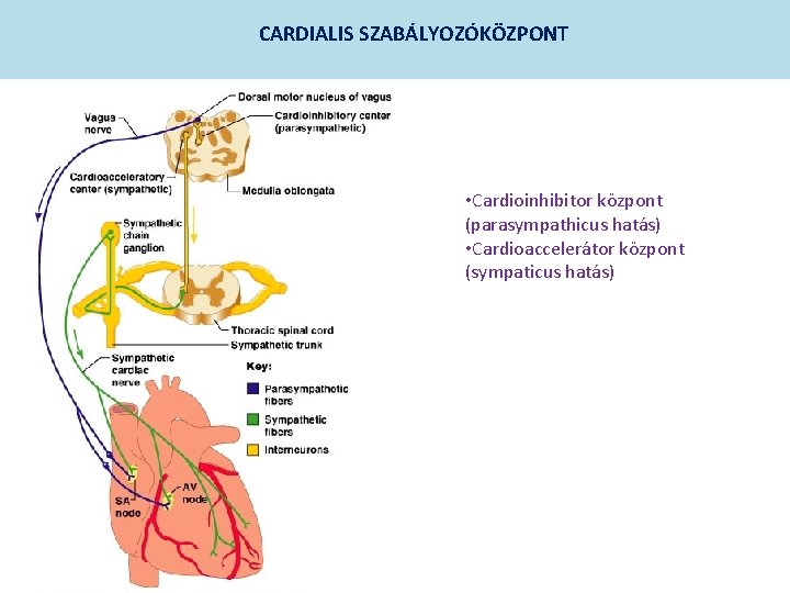 CARDIALIS SZABÁLYOZÓKÖZPONT • Cardioinhibitor központ (parasympathicus hatás) • Cardioaccelerátor központ (sympaticus hatás) 