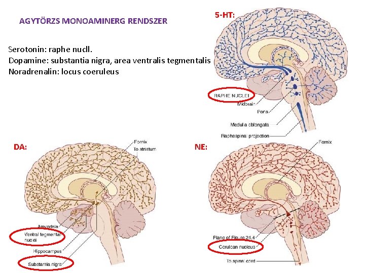 5 -HT: AGYTÖRZS MONOAMINERG RENDSZER Serotonin: raphe nucll. Dopamine: substantia nigra, area ventralis tegmentalis