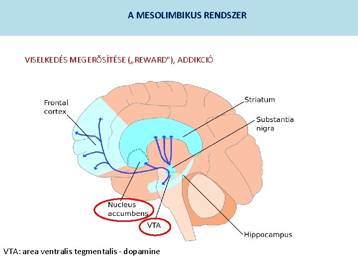A MESOLIMBIKUS RENDSZER VISELKEDÉS MEGERŐSÍTÉSE („REWARD”), ADDIKCIÓ VTA: area ventralis tegmentalis - dopamine 