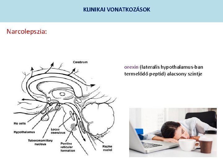 KLINIKAI VONATKOZÁSOK Narcolepszia: orexin (lateralis hypothalamus-ban termelődő peptid) alacsony szintje 