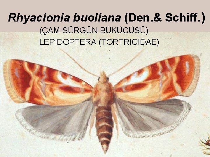 Rhyacionia buoliana (Den. & Schiff. ) (ÇAM SÜRGÜN BÜKÜCÜSÜ) LEPIDOPTERA (TORTRICIDAE) 