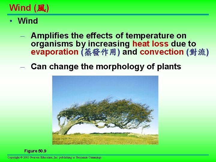 Wind (風) • Wind – Amplifies the effects of temperature on organisms by increasing