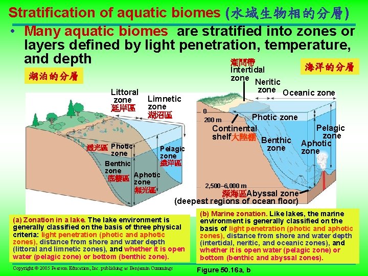 Stratification of aquatic biomes (水域生物相的分層) • Many aquatic biomes are stratified into zones or