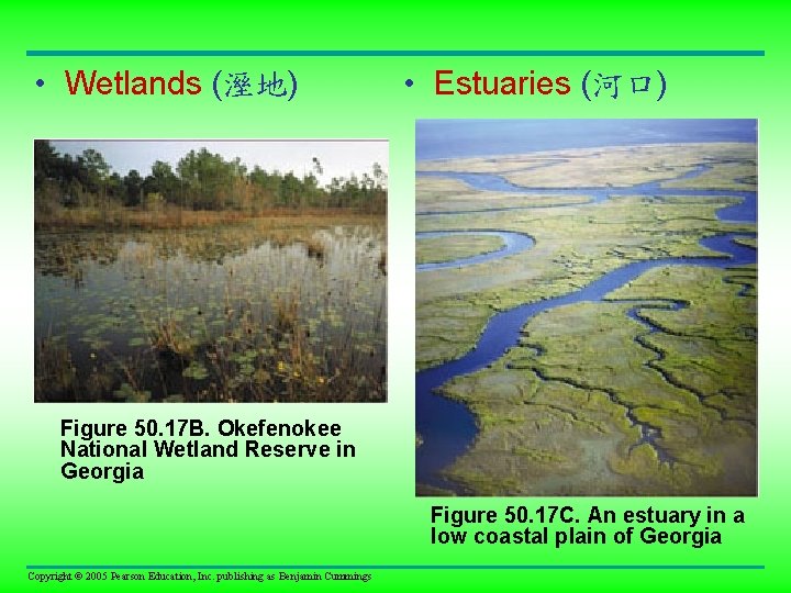  • Wetlands (溼地) • Estuaries (河口) Figure 50. 17 B. Okefenokee National Wetland