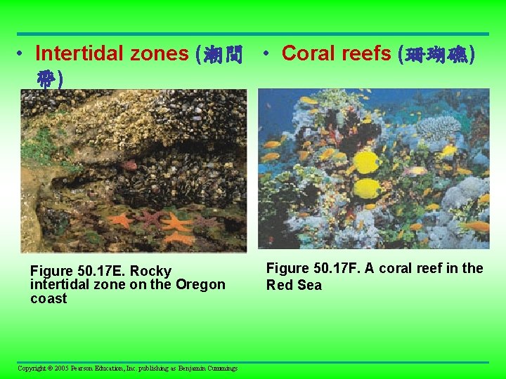  • Intertidal zones (潮間 • Coral reefs (珊瑚礁) 帶) Figure 50. 17 E.