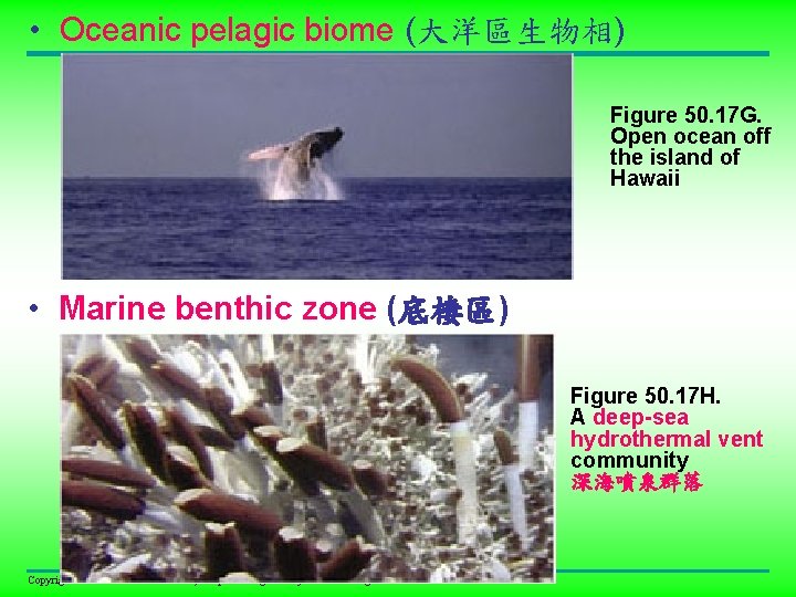  • Oceanic pelagic biome (大洋區生物相) Figure 50. 17 G. Open ocean off the