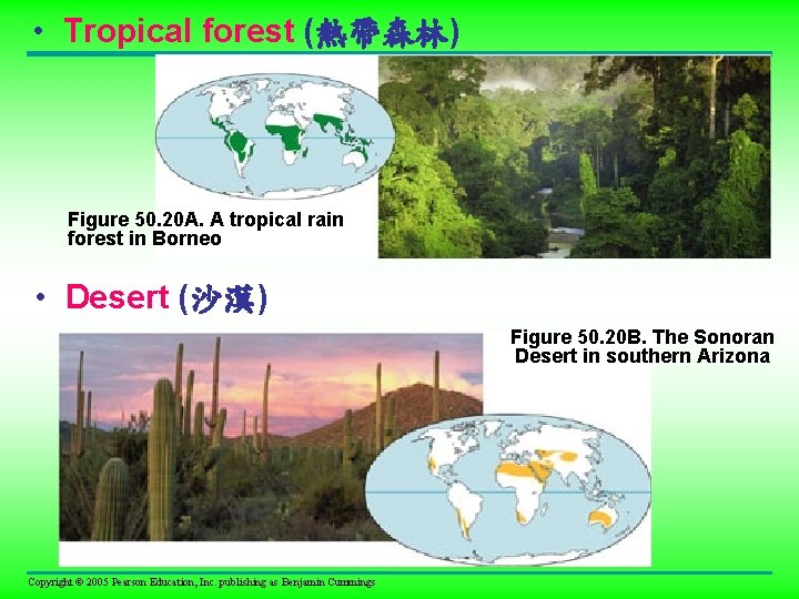  • Tropical forest (熱帶森林) Figure 50. 20 A. A tropical rain forest in