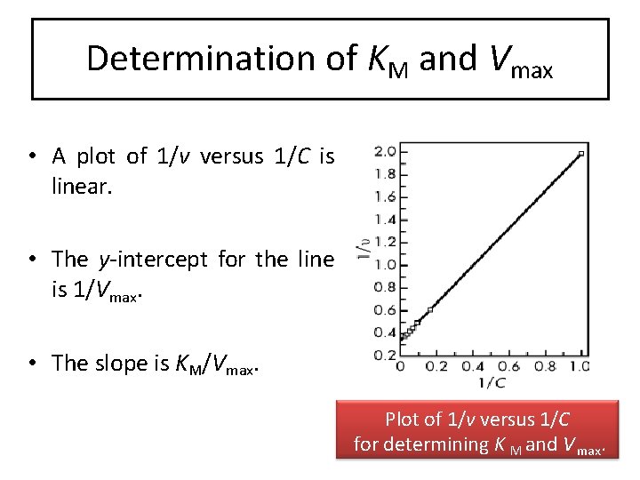 Determination of KM and Vmax • A plot of 1/v versus 1/C is linear.