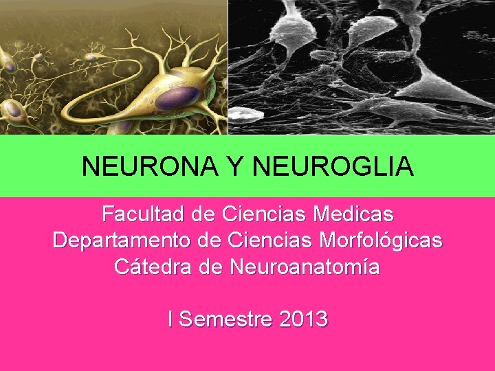NEURONA Y NEUROGLIA Facultad de Ciencias Medicas Departamento de Ciencias Morfológicas Cátedra de Neuroanatomía NEURONA Y NEUROGLIA Facultad de Ciencias Medicas Departamento de Ciencias Morfológicas Cátedra de Neuroanatomía