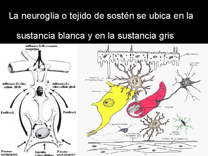 La neuroglia o tejido de sostén se ubica en la sustancia blanca y en La neuroglia o tejido de sostén se ubica en la sustancia blanca y en