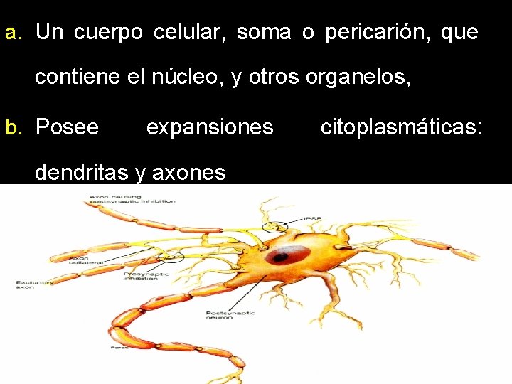 a. Un cuerpo celular, soma o pericarión, que contiene el núcleo, y otros organelos, a. Un cuerpo celular, soma o pericarión, que contiene el núcleo, y otros organelos,