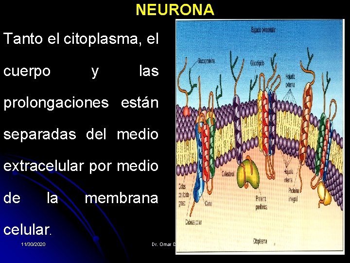 NEURONA Tanto el citoplasma, el cuerpo y las prolongaciones están separadas del medio extracelular NEURONA Tanto el citoplasma, el cuerpo y las prolongaciones están separadas del medio extracelular