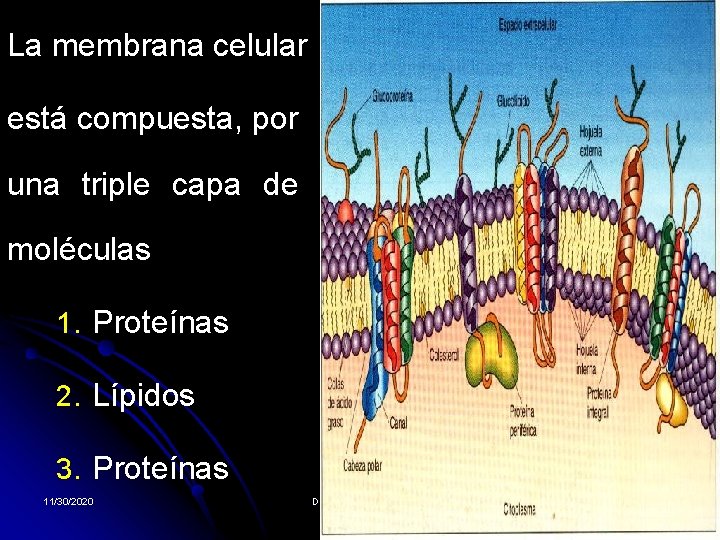 La membrana celular está compuesta, por una triple capa de moléculas 1. Proteínas 2. La membrana celular está compuesta, por una triple capa de moléculas 1. Proteínas 2.