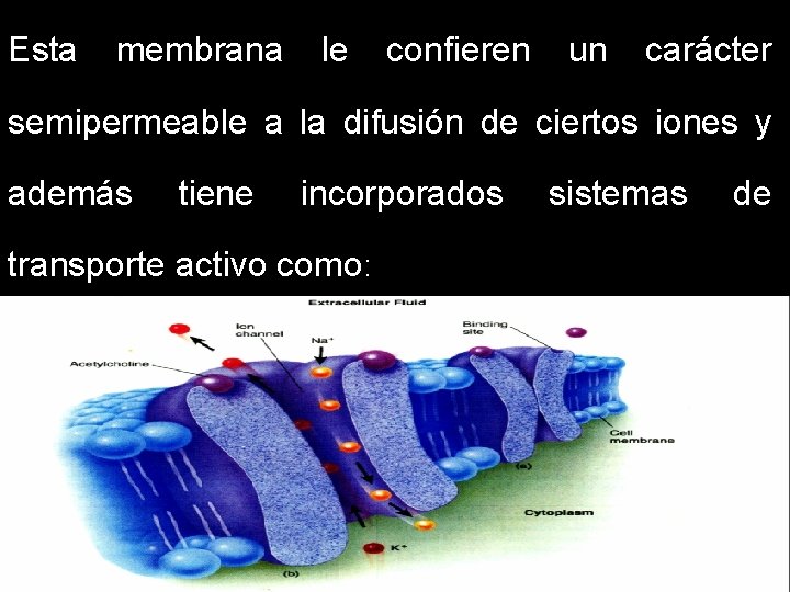 Esta membrana le confieren un carácter semipermeable a la difusión de ciertos iones y Esta membrana le confieren un carácter semipermeable a la difusión de ciertos iones y