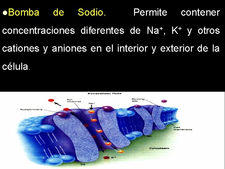 l. Bomba de Sodio. Permite contener concentraciones diferentes de Na+, K+ y otros cationes l. Bomba de Sodio. Permite contener concentraciones diferentes de Na+, K+ y otros cationes