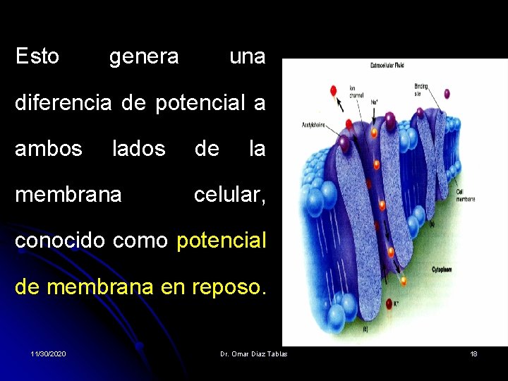 Esto genera una diferencia de potencial a ambos lados membrana de la celular, conocido Esto genera una diferencia de potencial a ambos lados membrana de la celular, conocido