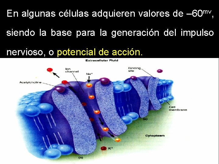 En algunas células adquieren valores de – 60 mv, siendo la base para la En algunas células adquieren valores de – 60 mv, siendo la base para la