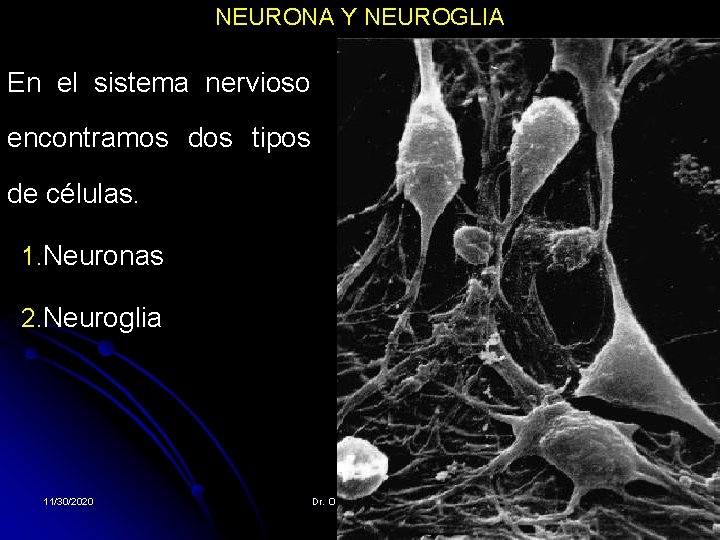 NEURONA Y NEUROGLIA En el sistema nervioso encontramos dos tipos de células. 1. Neuronas NEURONA Y NEUROGLIA En el sistema nervioso encontramos dos tipos de células. 1. Neuronas