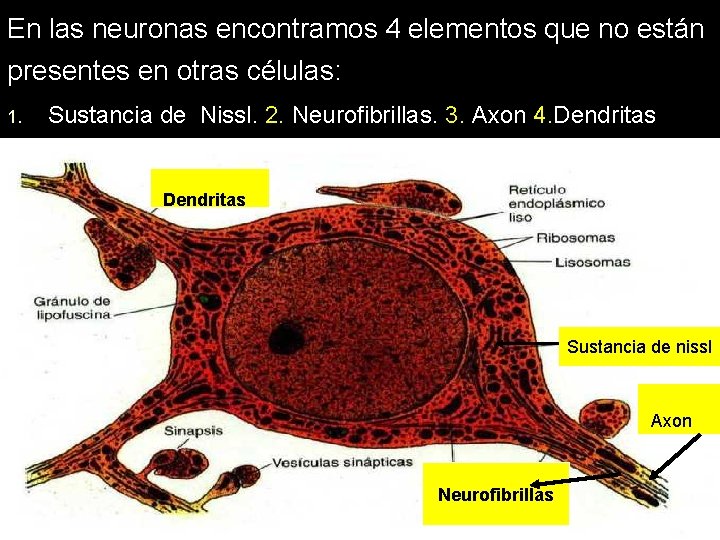 En las neuronas encontramos 4 elementos que no están presentes en otras células: 1. En las neuronas encontramos 4 elementos que no están presentes en otras células: 1.